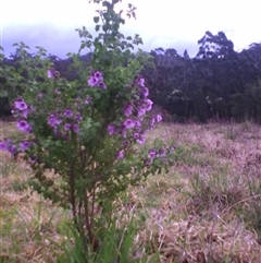 Prostanthera rotundifolia at suppressed - suppressed