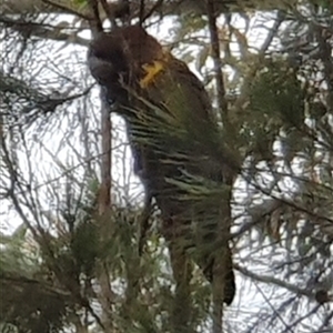 Calyptorhynchus lathami lathami (Glossy Black-Cockatoo) at Mittagong, NSW - 11 Jul 2020 by GITM2