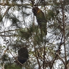Calyptorhynchus lathami lathami at Mittagong, NSW - suppressed