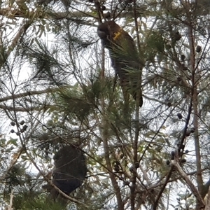 Calyptorhynchus lathami lathami at Mittagong, NSW - suppressed