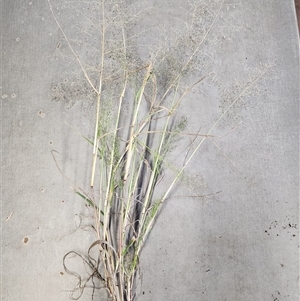 Eragrostis sp. at Pialligo, ACT - Today by JediNME