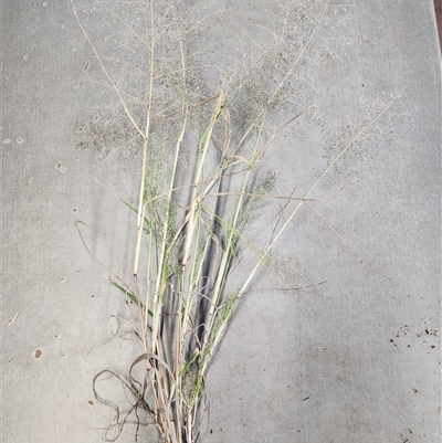 Eragrostis sp. at Pialligo, ACT - 19 May 2025 by JediNME