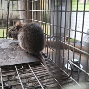 Rattus rattus (Black Rat) by Dron
