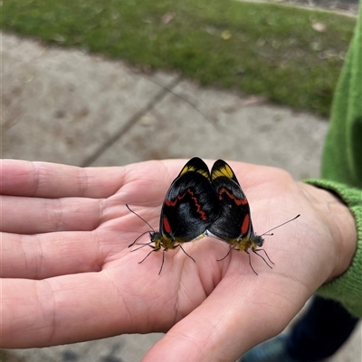 Delias nigrina (Black Jezebel) at Mylestom, NSW - Yesterday by gjfry