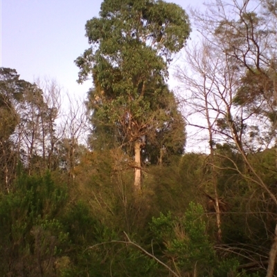 Eucalyptus angophoroides (Apple-topped Box) by JasonPStewartNMsnc2016