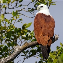 Haliastur indus at Bribie Island North, QLD - 18 May 2025 12:37 PM
