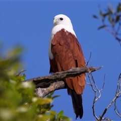 Haliastur indus at Bribie Island North, QLD - 18 May 2025 12:37 PM