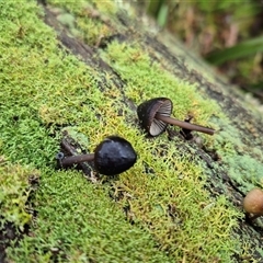 Unverified Fungus at Captains Flat, NSW - Yesterday by MB
