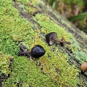 Unverified Fungus at Captains Flat, NSW - Yesterday by MB