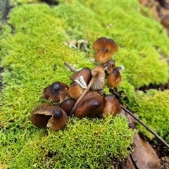 Unverified Fungus at Captains Flat, NSW - Yesterday by MB