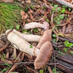 Unverified Fungus at Captains Flat, NSW - Yesterday by MB