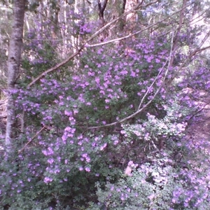 Prostanthera rotundifolia at Noorinbee, VIC - 12 Sep 2009 09:01 AM