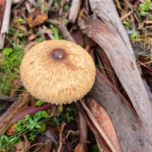 Unverified Fungus at Captains Flat, NSW - Yesterday by MB