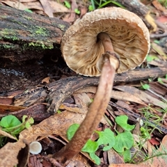 Unverified Fungus at Captains Flat, NSW - Yesterday by MB