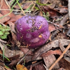 Unverified Fungus at Captains Flat, NSW - Yesterday by MB
