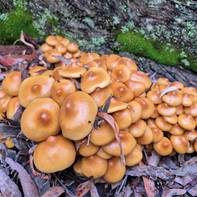 Unverified Fungus at Captains Flat, NSW - Yesterday by MB
