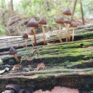 Mycena sp. by Aussiegall