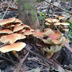 Hypholoma sp. (Hypholoma) at Penrose, NSW - 18 May 2025 by Aussiegall