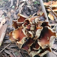 Hypholoma sp. at Penrose, NSW - suppressed