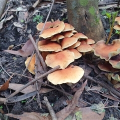 Hypholoma sp. at Penrose, NSW - suppressed