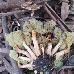 Hypholoma sp. at Penrose, NSW - suppressed