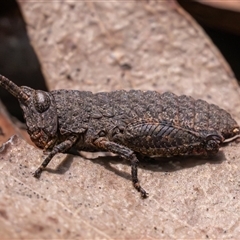 Goniaea sp. (genus) (A gumleaf grasshopper) at Bargo, NSW - 15 May 2025 by Snows