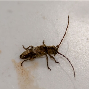 Sybra medioguttata at suppressed - 15 May 2025 06:12 PM