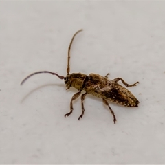 Sybra medioguttata at suppressed - 15 May 2025 06:12 PM