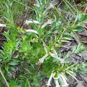 Unverified Other Wildflower or Herb at Bargo, NSW - 26 Apr 2023 by Snows