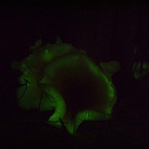 Omphalotus nidiformis at Bargo, NSW - 14 Apr 2023 11:08 AM