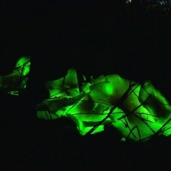 Omphalotus nidiformis at Bargo, NSW - 14 Apr 2023 11:08 AM