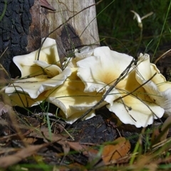 Omphalotus nidiformis at Bargo, NSW - 14 Apr 2023 11:08 AM