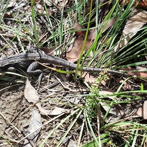 Amphibolurus muricatus at Bargo, NSW - 29 Mar 2023 by Snows