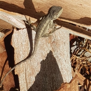 Amphibolurus muricatus (Jacky Lizard) at Bargo, NSW - 29 Mar 2023 by Snows