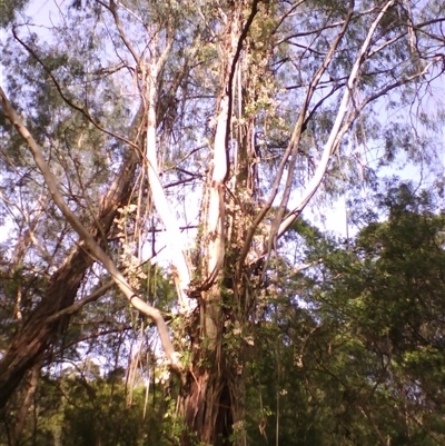 Pandorea pandorana (Wonga Wonga Vine) by JasonPStewartNMsnc2016