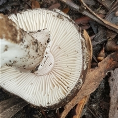 Amanita sp. (Amanita sp.) at Bargo, NSW - 27 Mar 2023 by Snows