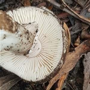 Amanita sp. at Bargo, NSW - 27 Mar 2023 by Snows