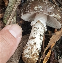 Amanita sp. at Bargo, NSW - 27 Mar 2023 11:16 AM