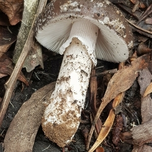 Amanita sp. at Bargo, NSW - 27 Mar 2023 11:16 AM