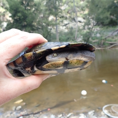 Chelodina longicollis by TwoRivers