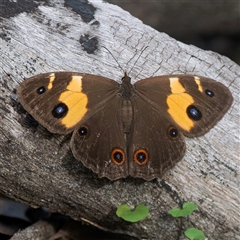 Tisiphone abeona (Varied Sword-grass Brown) at Broulee, NSW - 12 May 2025 by Gallpix