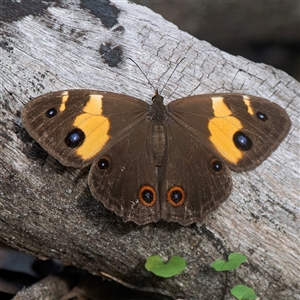 Tisiphone abeona at Broulee, NSW - 12 May 2025 by Gallpix