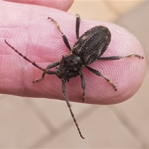 Unverified Longhorn beetle (Cerambycidae) at Bargo, NSW - 21 Mar 2023 by Snows