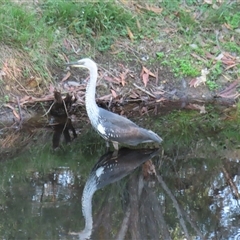Ardea pacifica (White-necked Heron) at Bargo, NSW - 18 Mar 2023 by Snows