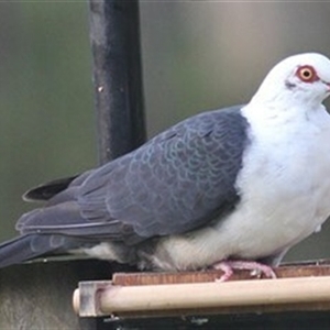 Columba leucomela (White-headed Pigeon) at Bargo, NSW - 18 Mar 2023 by Snows