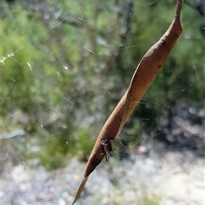 Phonognathidae (family) at Bargo, NSW - 17 Mar 2023 by Snows