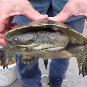Chelodina longicollis by TwoRivers