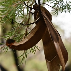 Coequosa triangularis (Double-headed Hawk Moth) at Bargo, NSW - 29 Jan 2023 by Snows