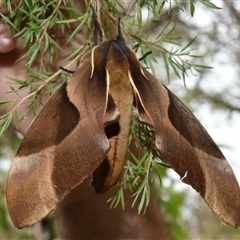 Coequosa triangularis at Bargo, NSW - 29 Jan 2023 11:28 AM