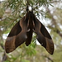 Coequosa triangularis at Bargo, NSW - 29 Jan 2023 11:28 AM